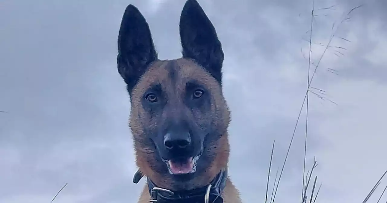 'Hero' Lanarkshire police dog breaks up 'bladed weapon fight' as men charged