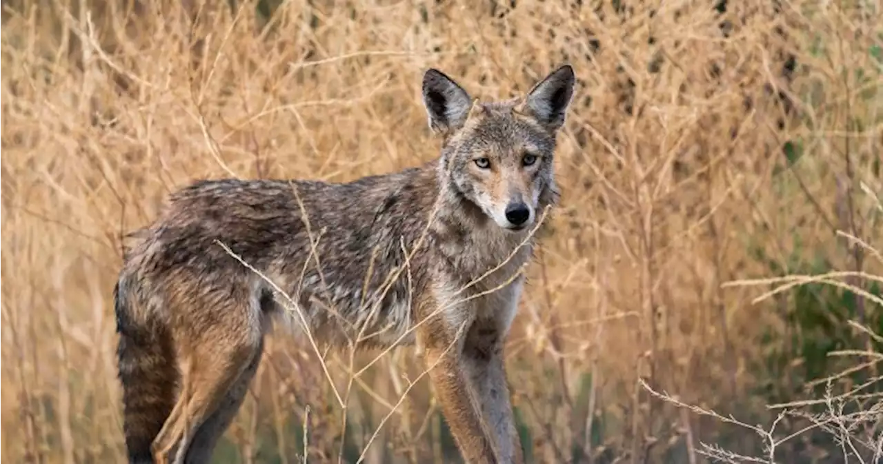 Burlington investigating recent coyote attacks on people in city’s south side - Hamilton | Globalnews.ca