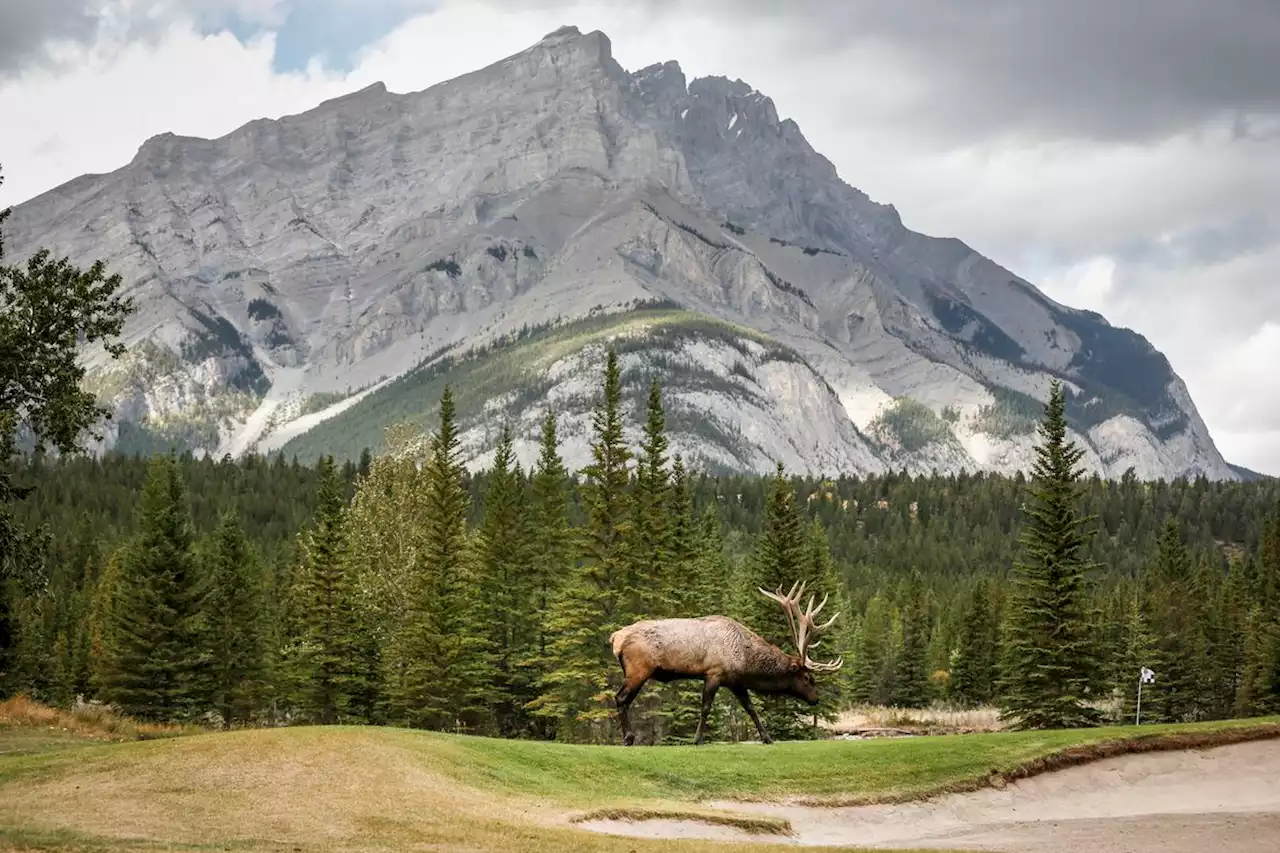 Parks Canada unveils climate change and traffic congestion targets for mountain destinations