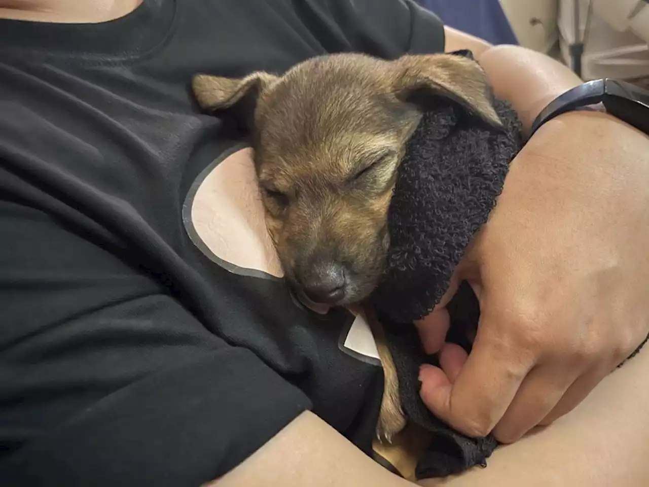 FIRST PERSON: How to choose a dog trainer to avoid getting scammed