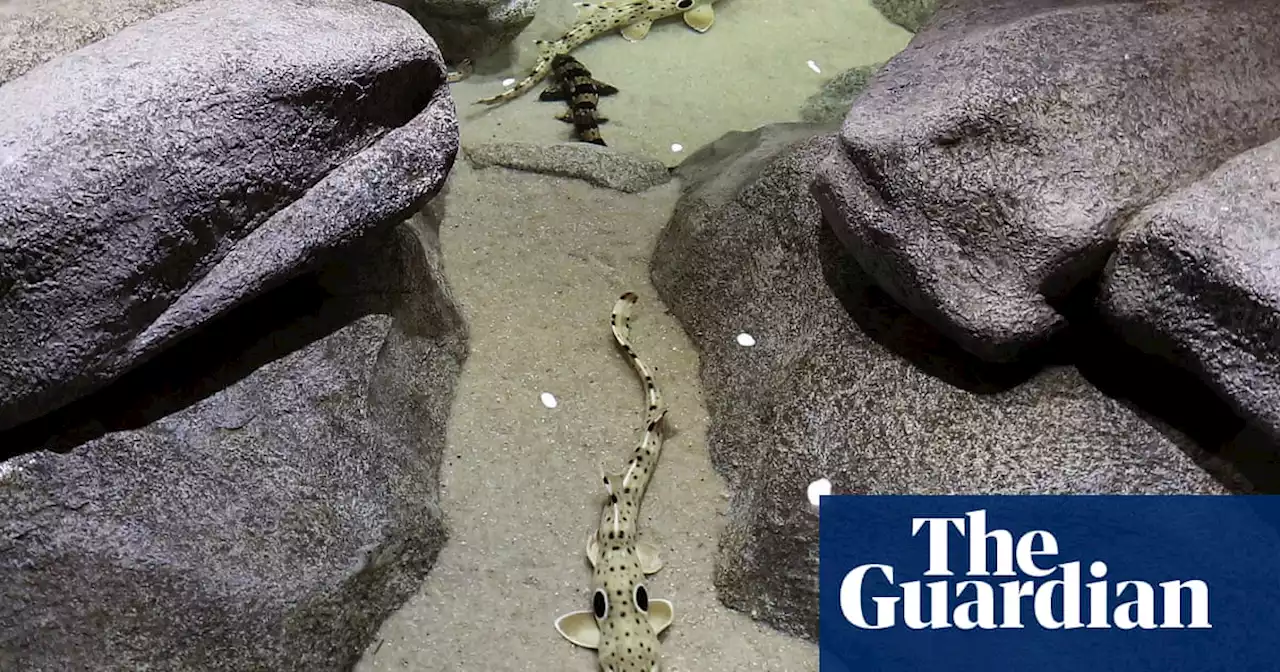 Epaulette sharks can walk on land for two hours, researchers say