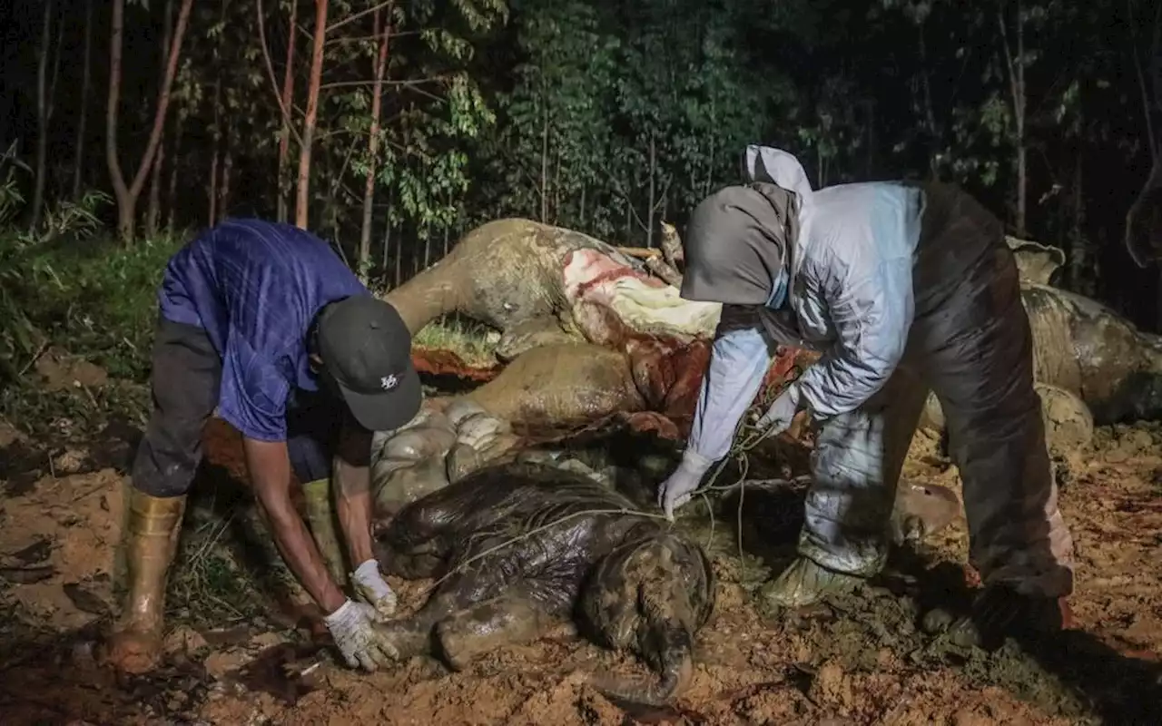 BBKSDA Riau Ungkap Penyebab Kematian Gajah Betina yang Sedang Hamil, Ternyata