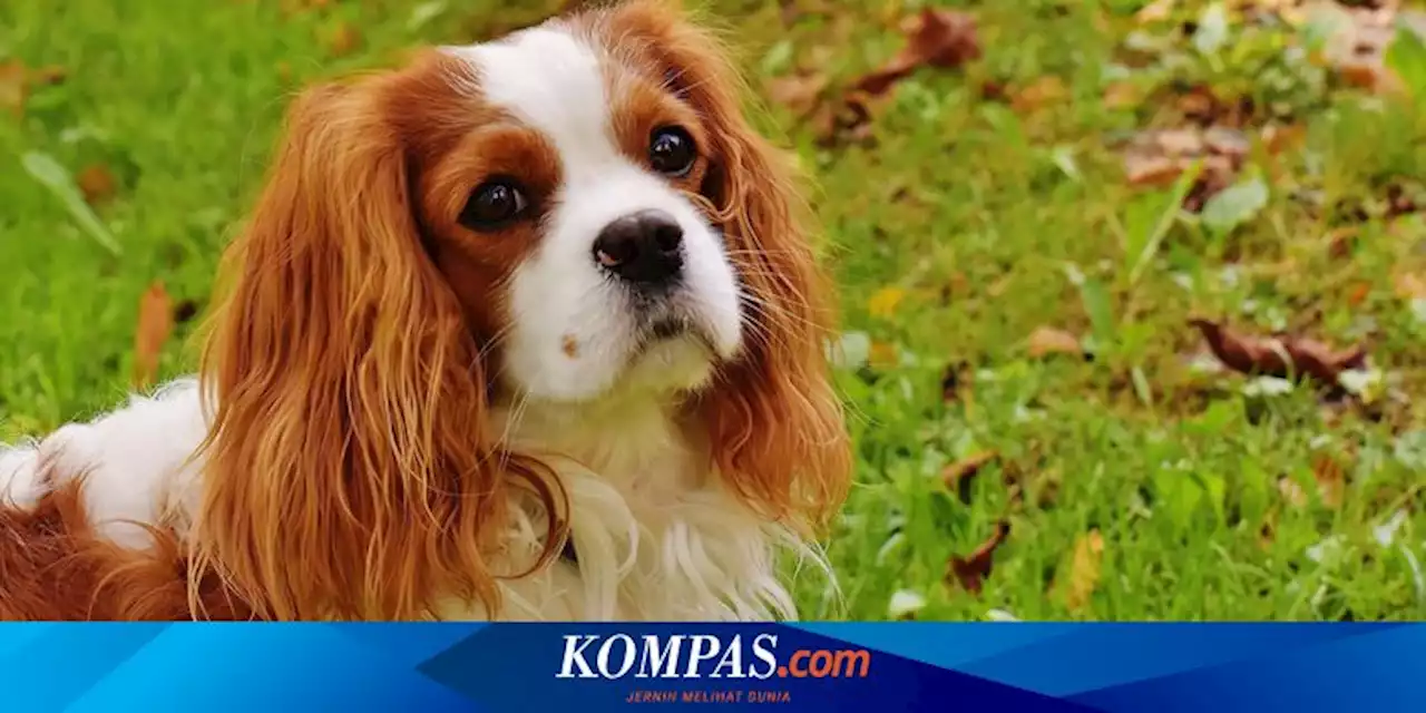 7 Fakta Menarik Anjing Cavalier King Charles Spaniel