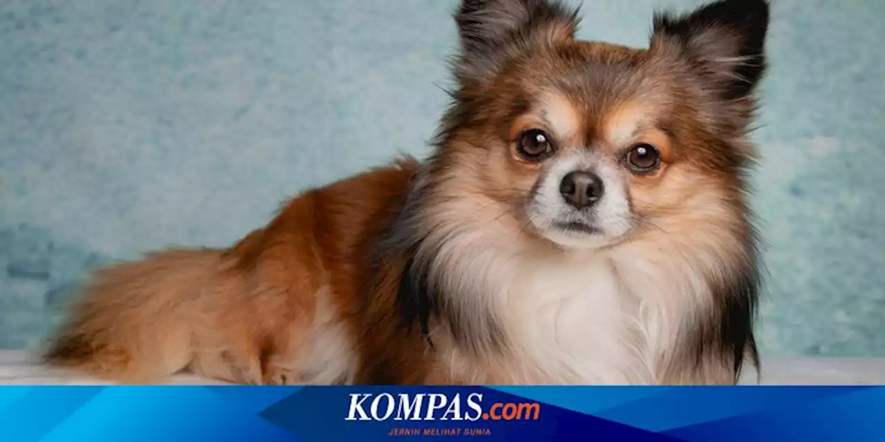 Studi Terbaru: Anjing Ternyata Menangis Saat Bertemu Kembali dengan Pemiliknya