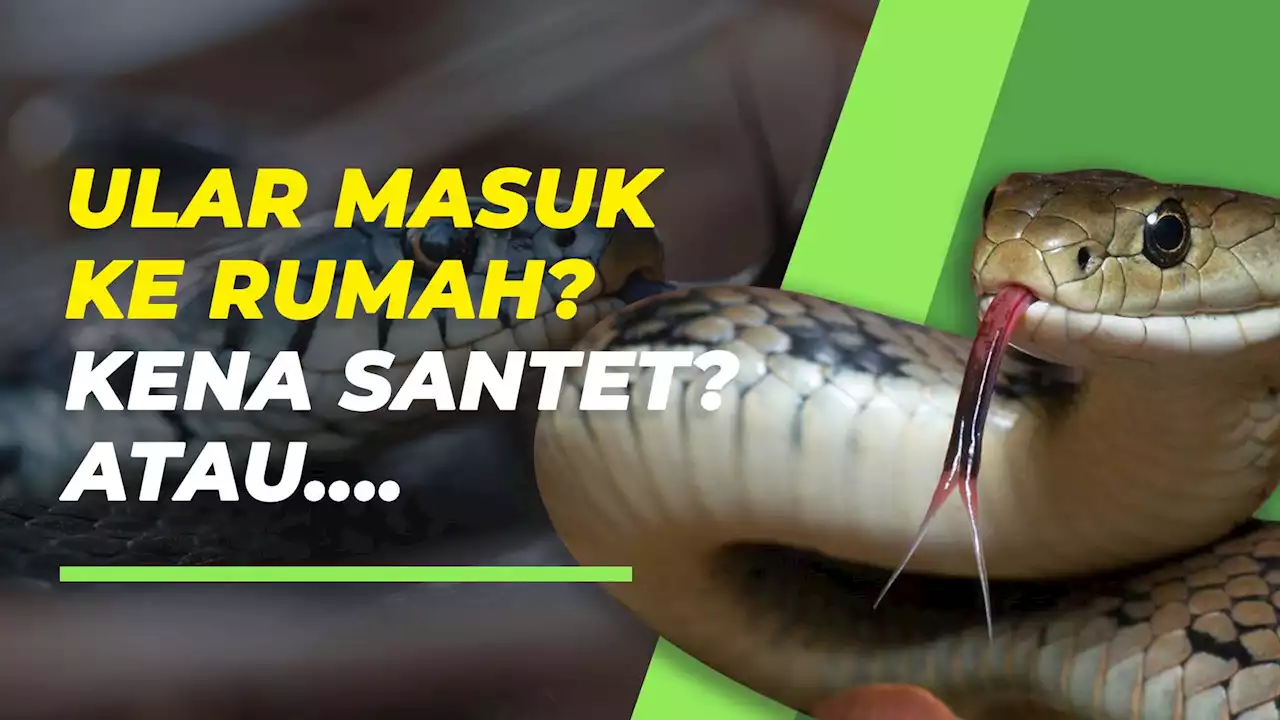 Aduh Ular Masuk Rumah, Pertanda Apa Ya?