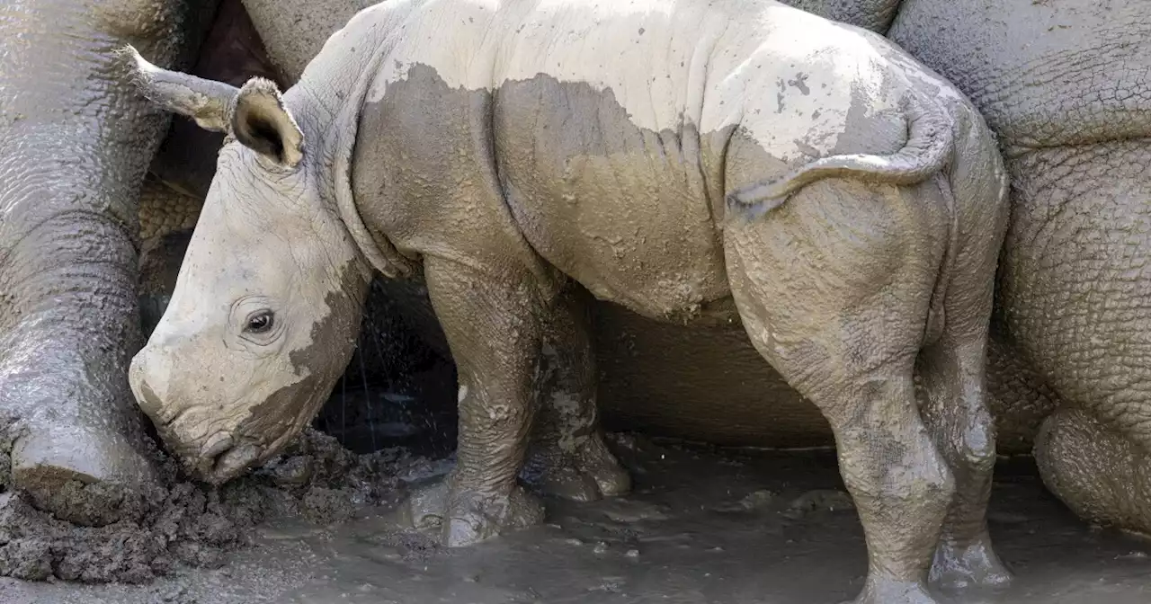 Male white rhino born at San Diego Zoo Safari Park