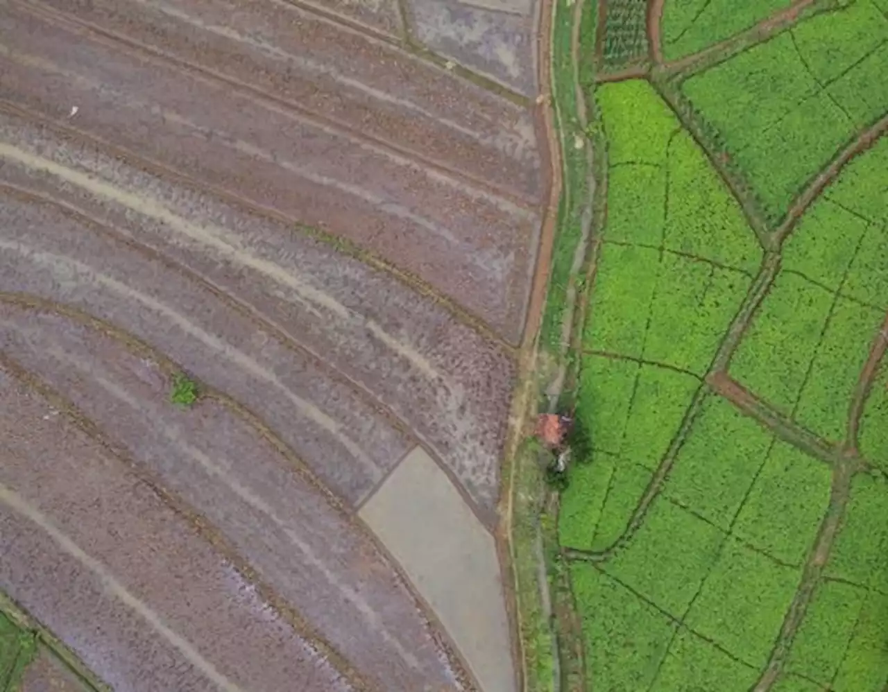 1.063 Hektare Sawah Di Cianjur Terserang OPT