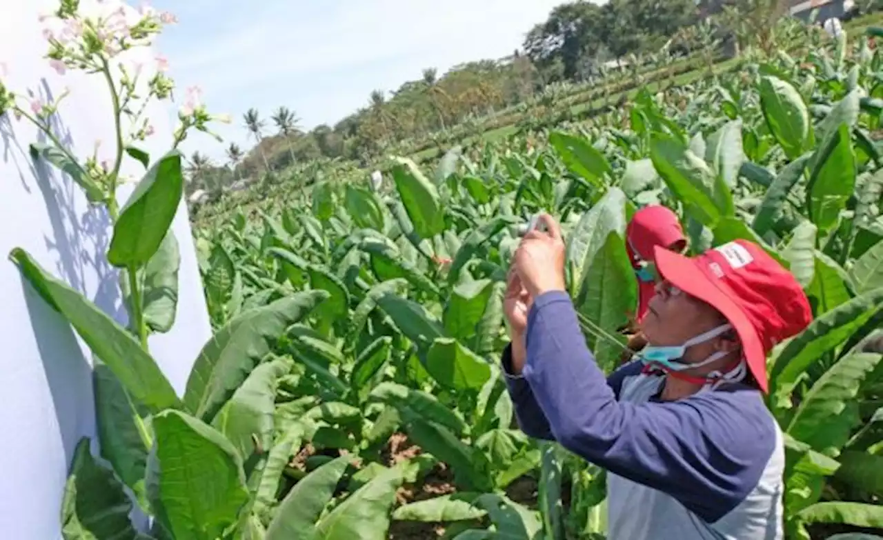 Festival Wiwit Tembakau dan Kopi di Temanggung Dorong Kebangkitan UMKM