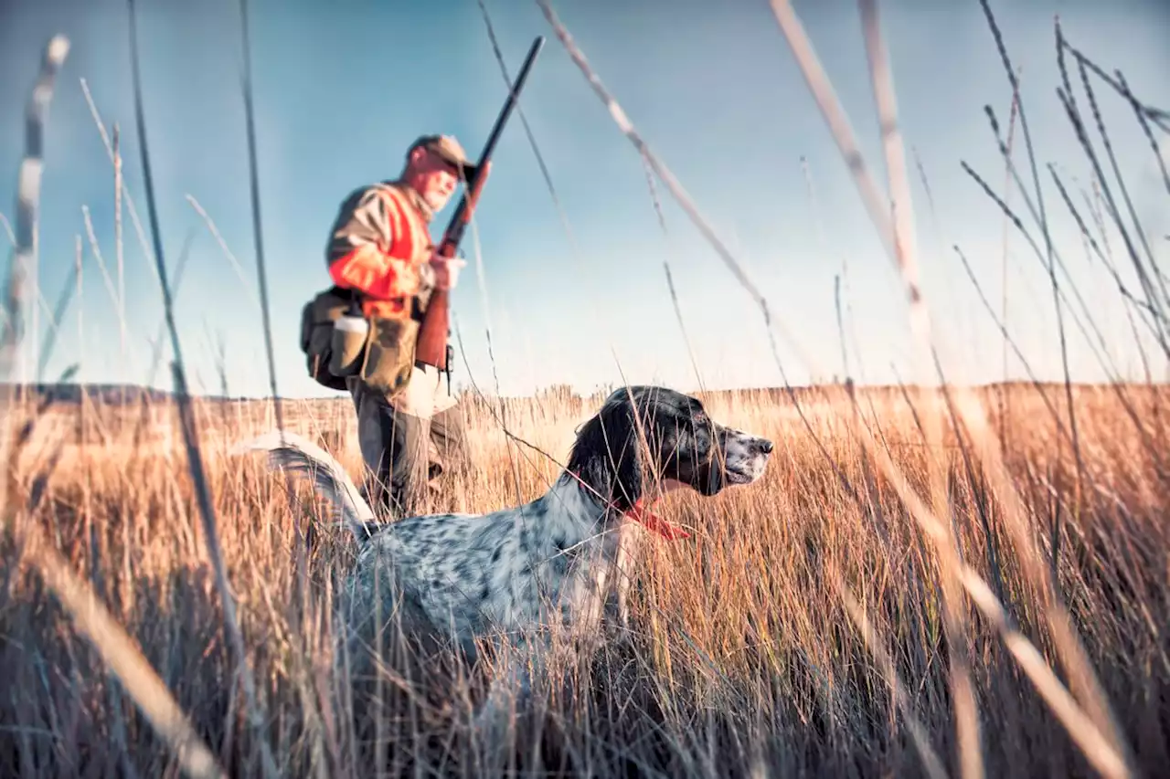 Game Meat Likely to Contain Lead Even if Shot Removed