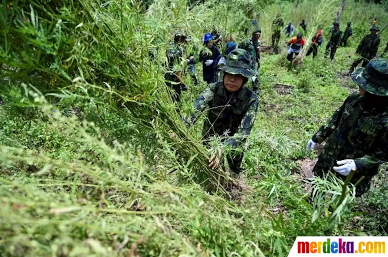 Foto : Pemusnahan 95 Ribu Batang Ganja di Lereng Gunung Aceh | merdeka.com