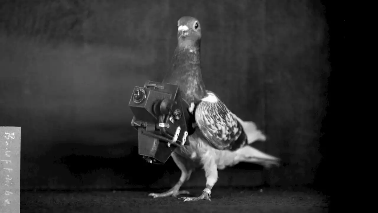 The Turn-of-the-Century Pigeons That Photographed Earth from Above