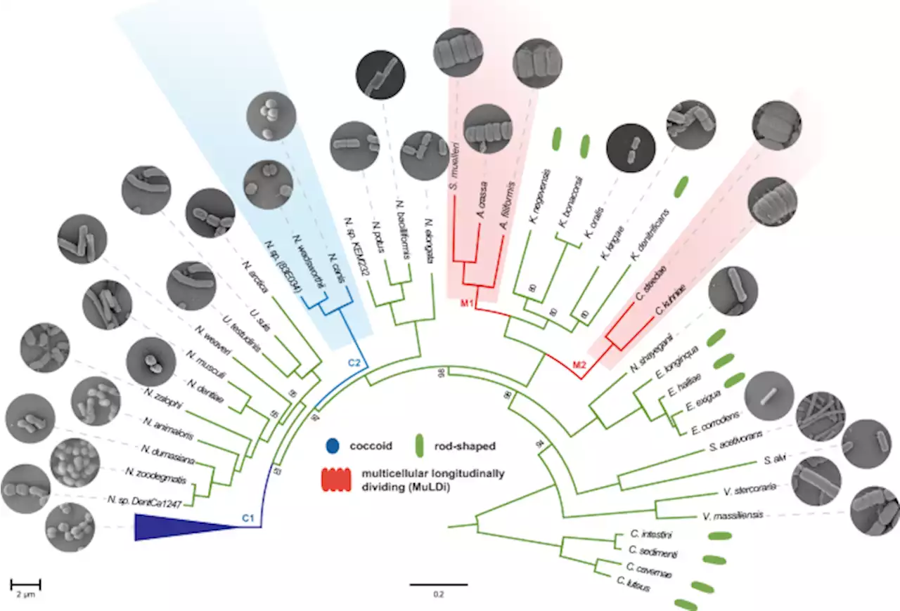 Evolution of longitudinal division in multicellular bacteria of the Neisseriaceae family - Nature Communications