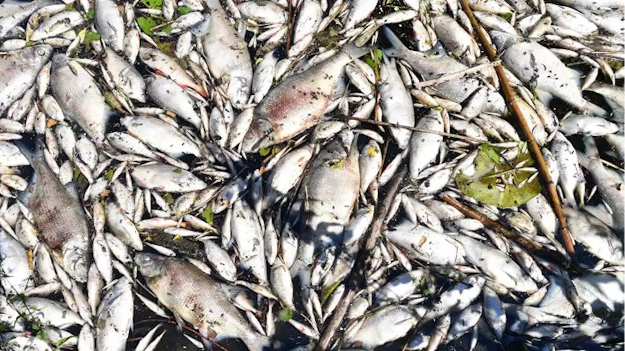 Fischsterben in der Alten Oder in Märkisch-Oderland soll eingedämmt sein