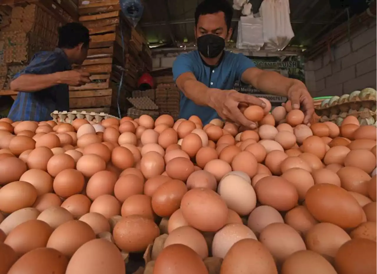 Harga Telur Ayam Naik, Celios: Rantai Pasok dari Peternak Wajib Diawasi |Republika Online