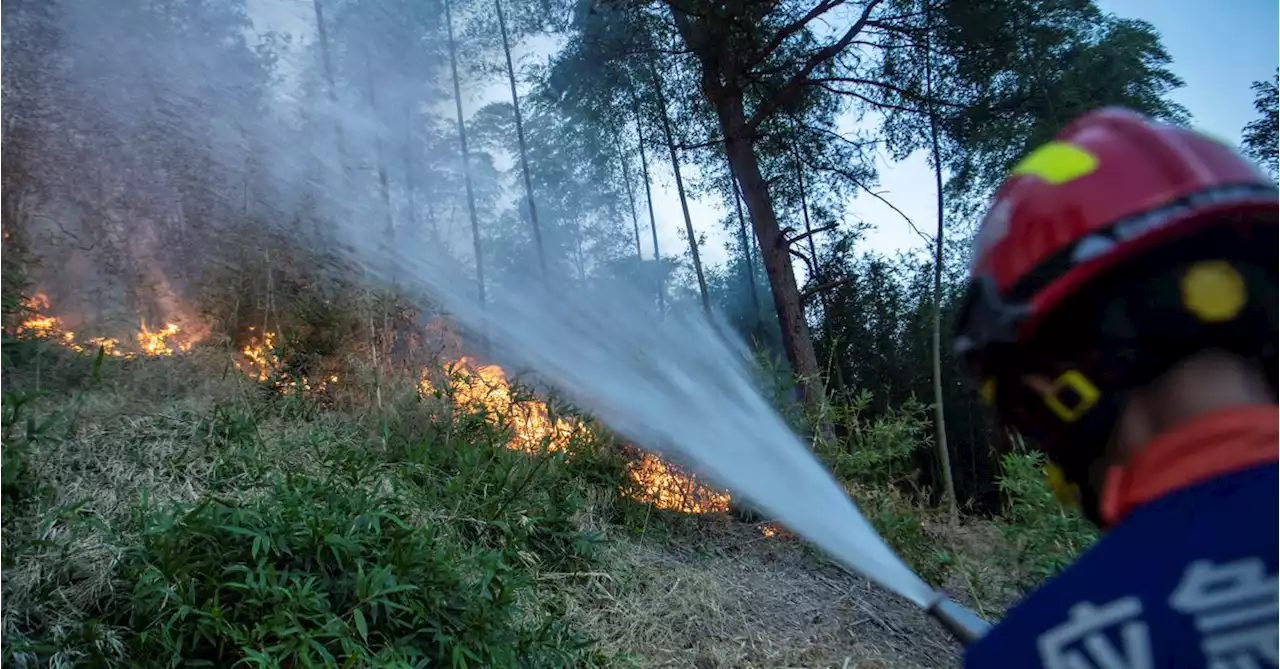 China battles forest fires as fears linger over harvest