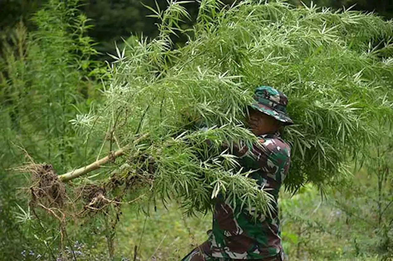 BNN Musnahkan 95.000 Batang Ganja Siap Panen di Aceh, Segini Luasnya