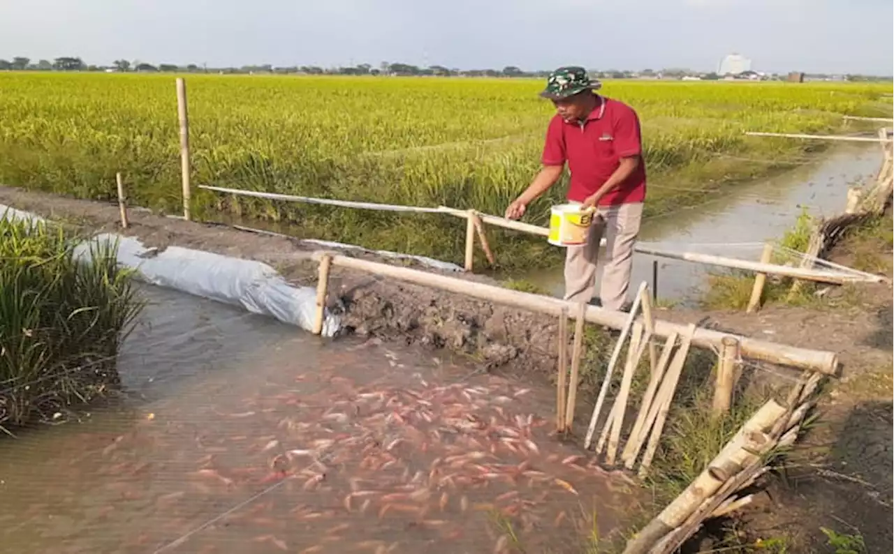 Panen Bulan Depan, Hasil Padi di Lahan Minapadi Sukoharjo Meningkat?