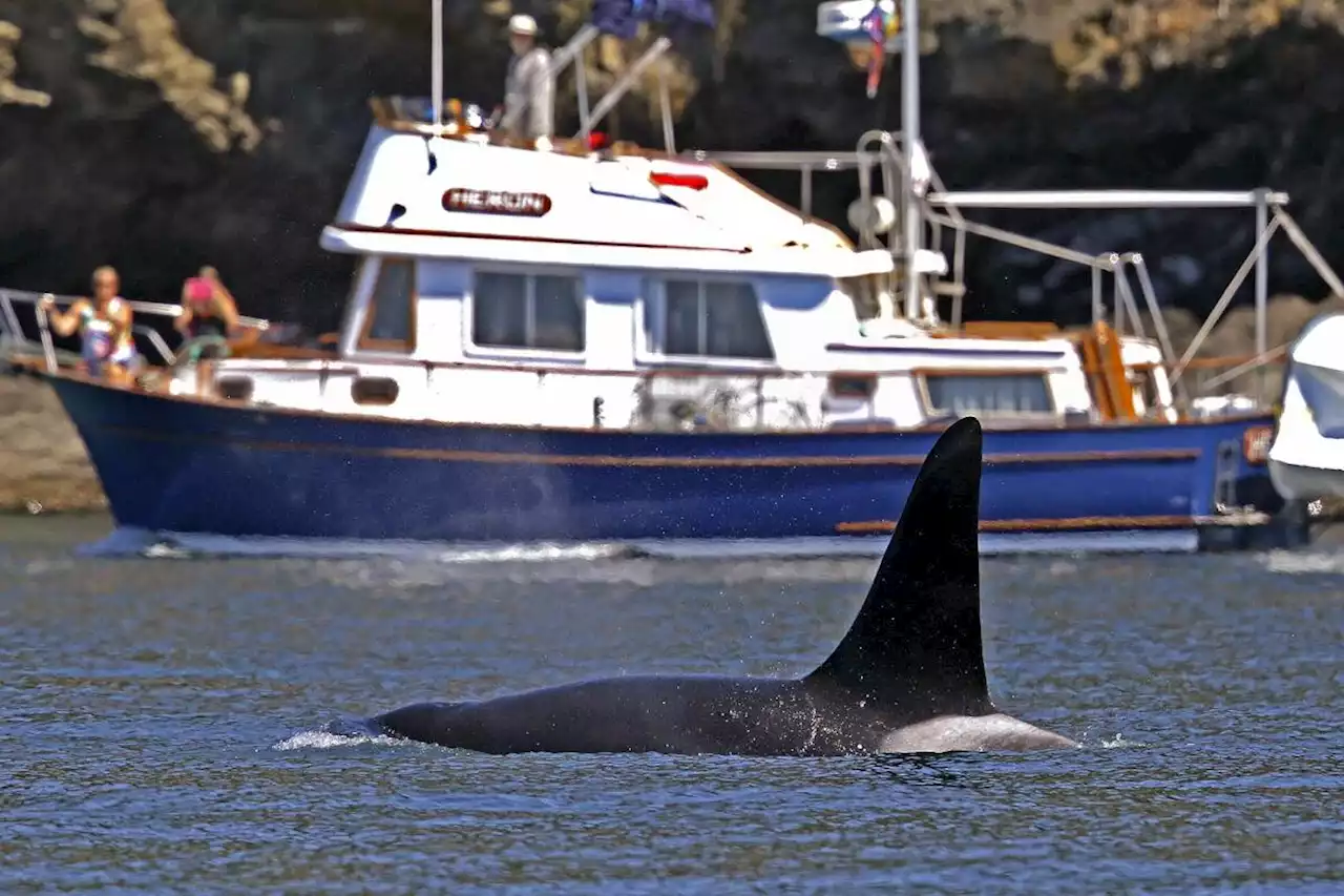 Scuba diver fined $12K for getting too close to killer whales near Prince Rupert Harbour - Terrace Standard