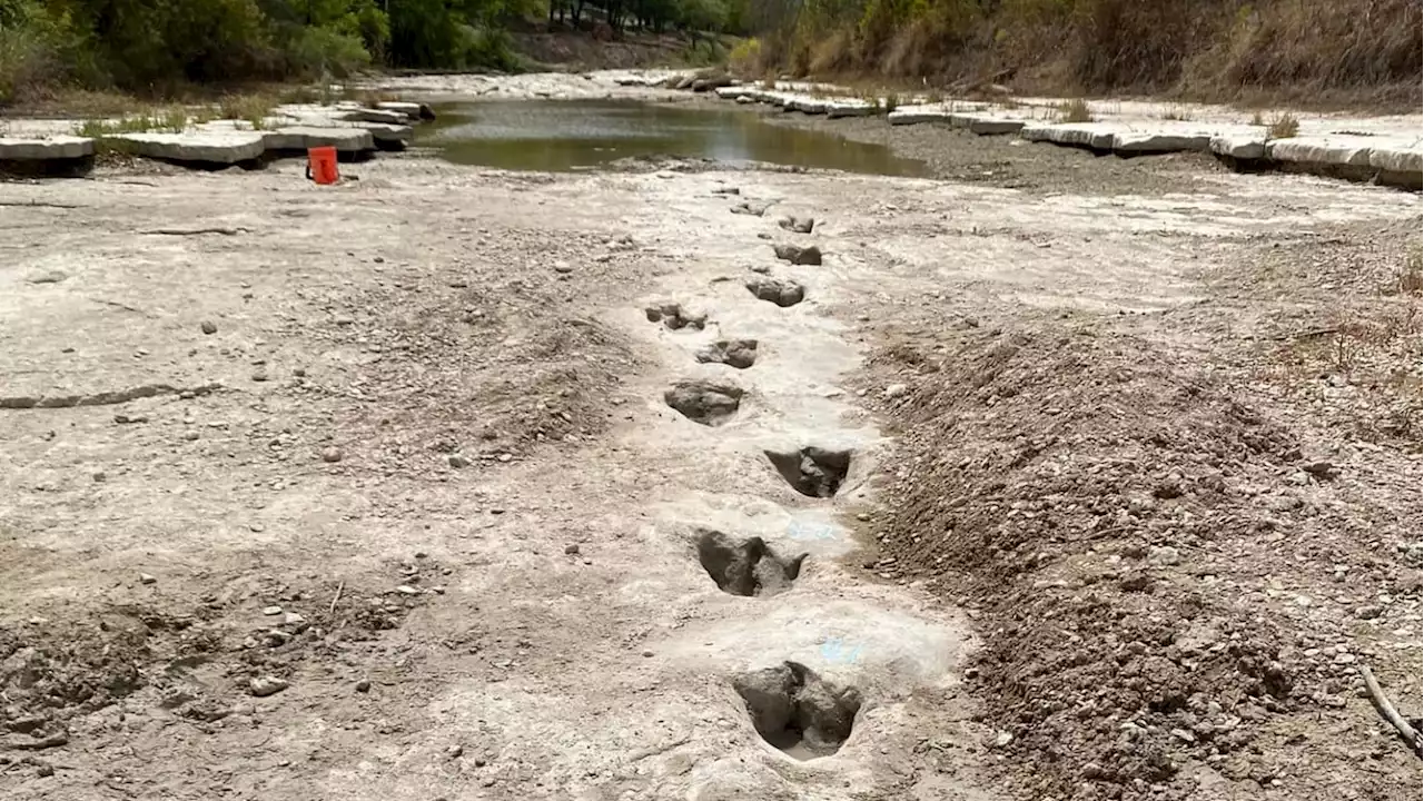 Texas Drought Reveals Amazing Dinosaur Tracks in Riverbed