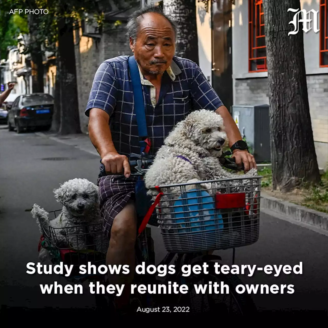 Study shows dogs get teary-eyed when they reunite with owners