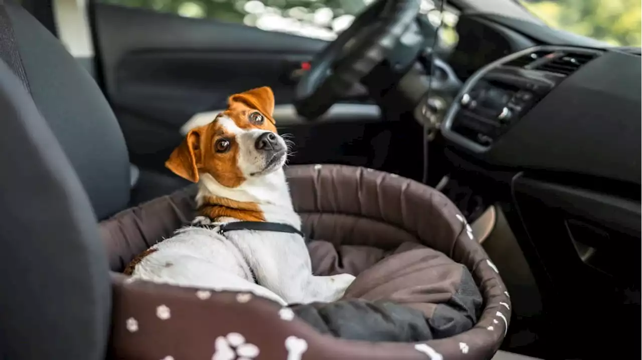 The Best Dog Car Seats of 2022 (Review) - Autoblog Commerce | Autoblog