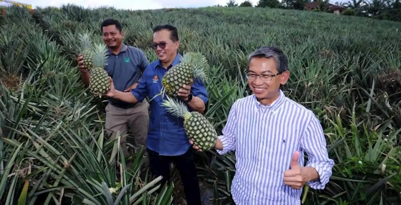 Tanaman nanas perbaiki sosioekonomi pekebun kecil