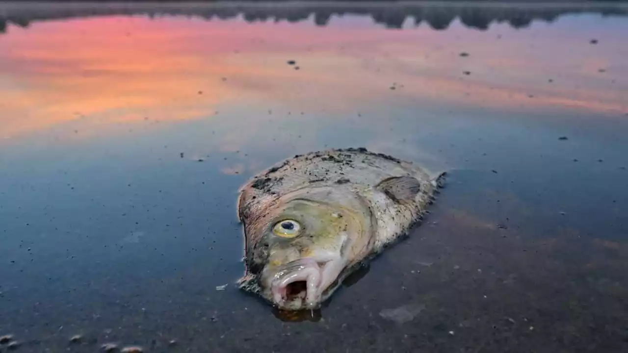 mehr hinweise auf algengift als grund für fischsterben