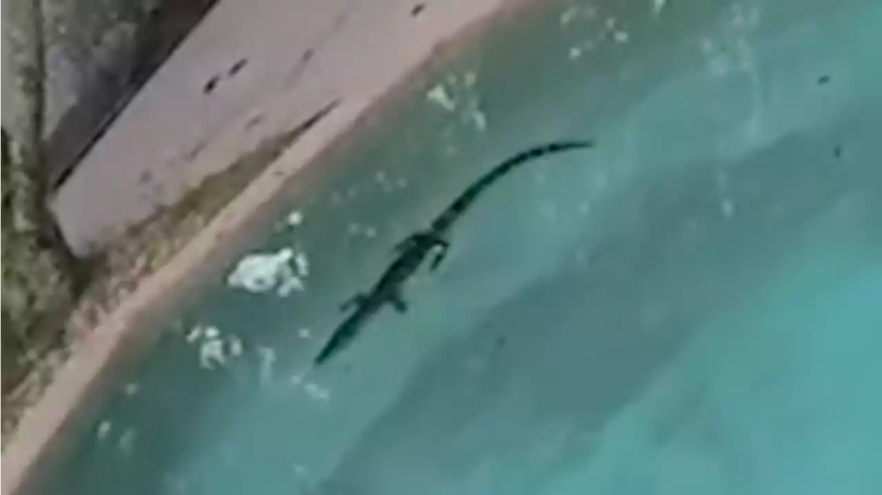 'They Didn't Go Over This in the Academy': Florida Cops Check Out Baby Gator in Swimming Pool