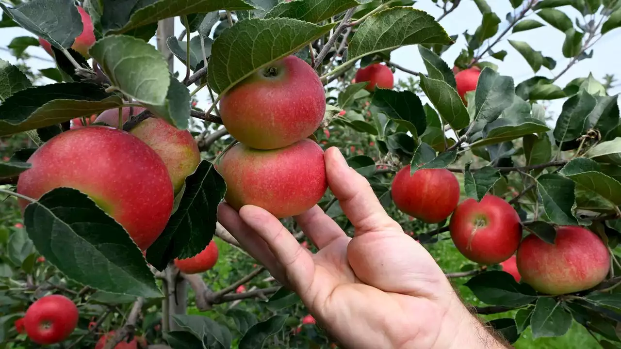 Über eine Million Tonnen: Bauern erwarten gute Apfelernte