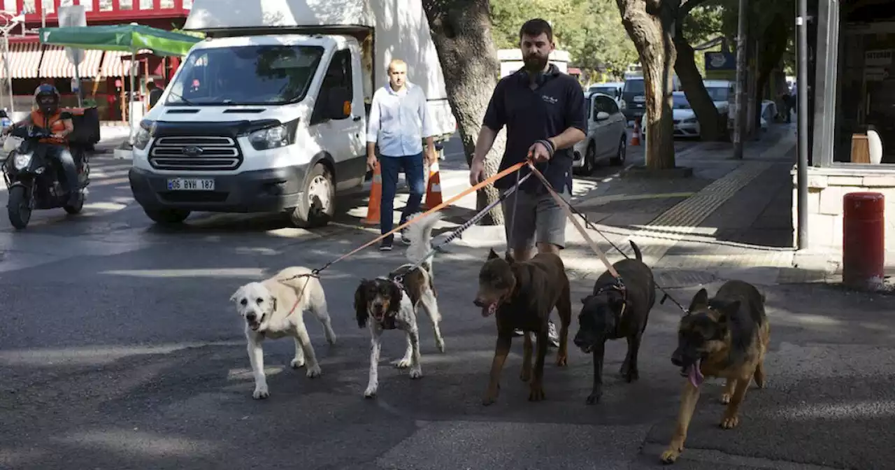 Study suggests dogs cry tears of joy when reunited with its owners