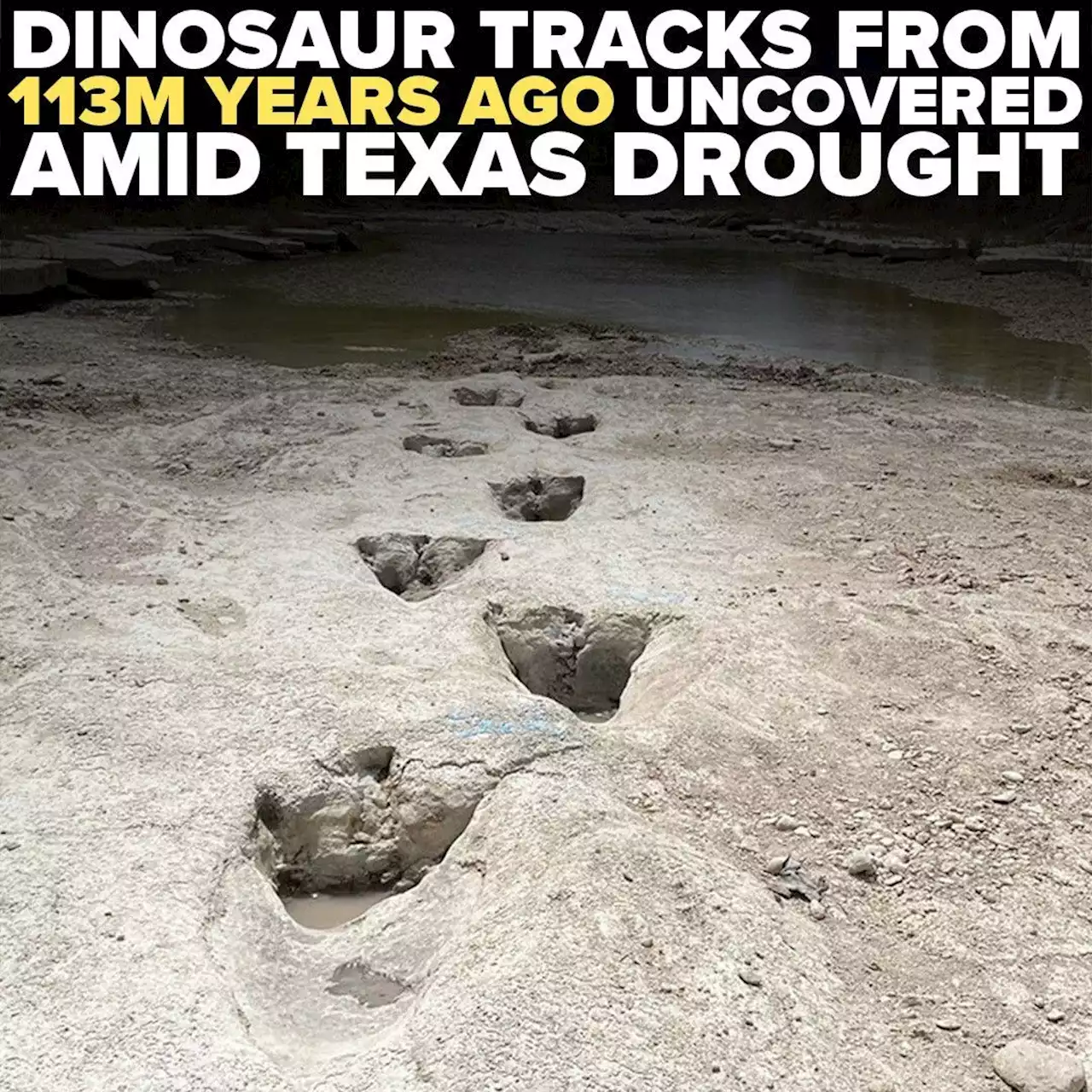 Dinosaur tracks from 113 million years ago uncovered due to severe drought conditions