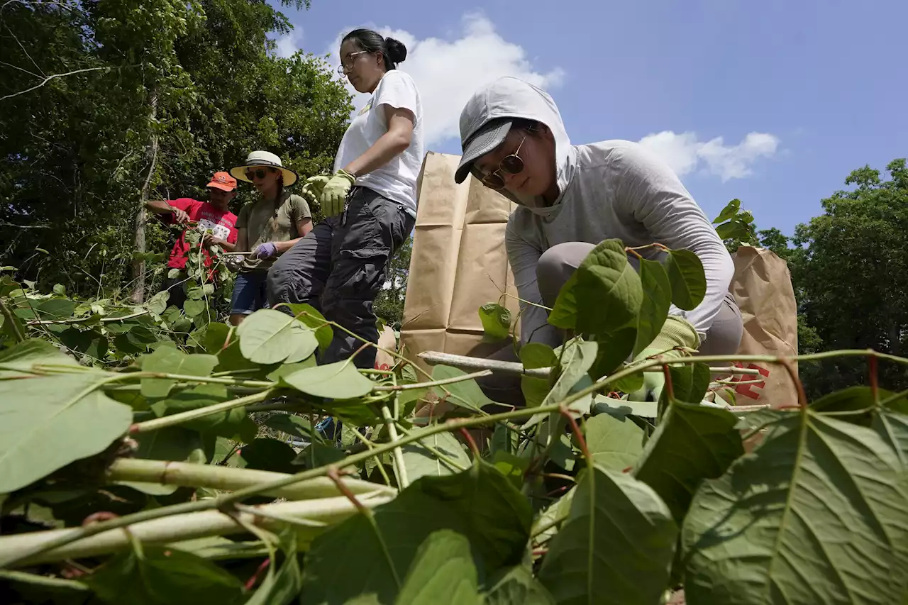 Native groups seek to repair lands damaged by colonization