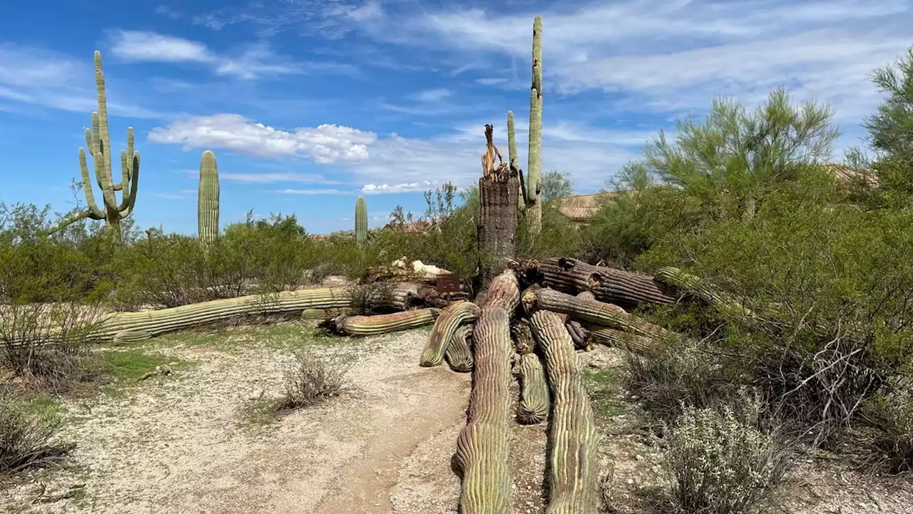 'Strong-Arm' the giant saguaro falls in Tortolita Preserve after over 150 years of life