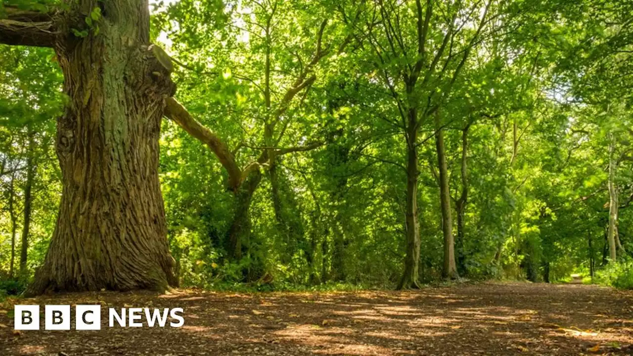 Man stabbed in group attack during Willesley Wood walk