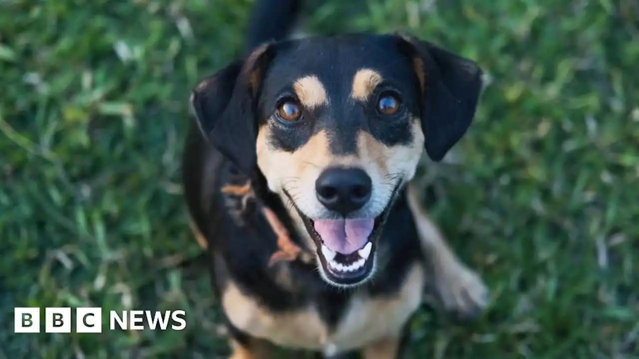 Dogs can cry when owners come home, study suggests