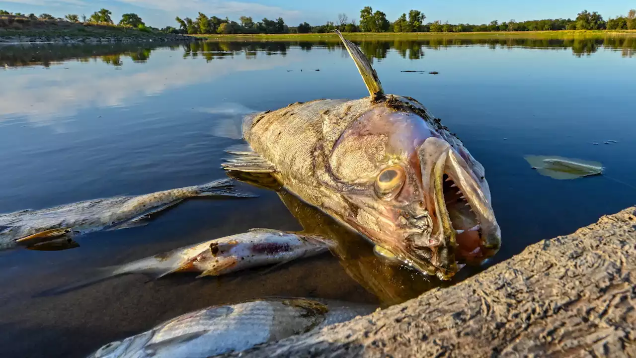 Fischsterben: Brandenburg hofft auf klärende Gespräche mit Polen