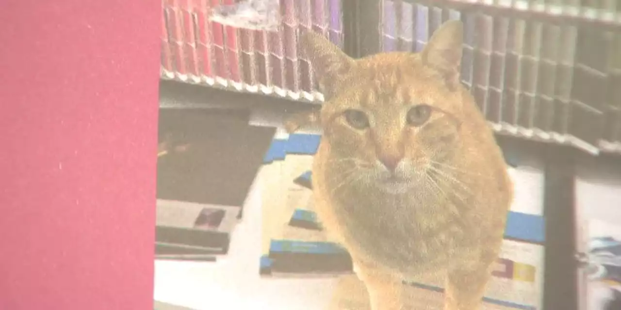 Beloved ‘store cat’ taken from hardware store’s parking lot