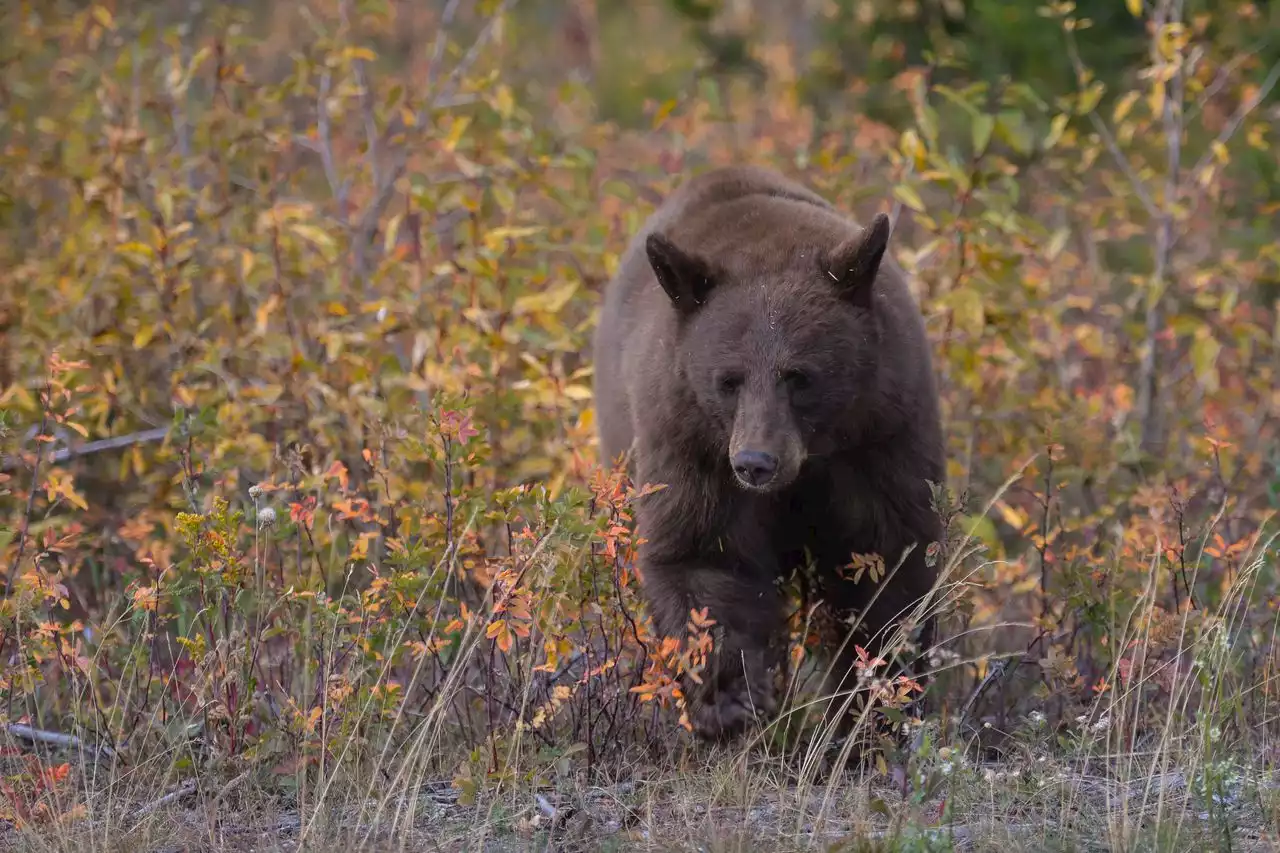 Brave Jack Russell terrier challenges bear attacking owner in Vermont