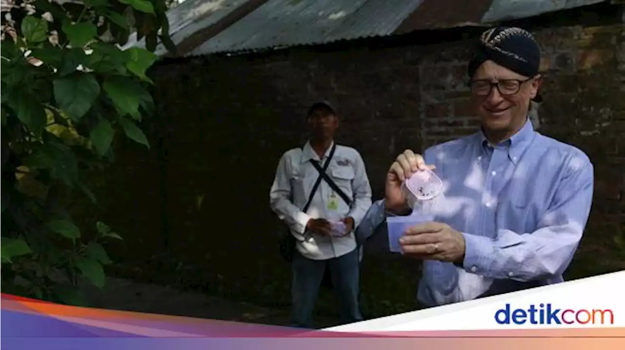 Bill Gates Lepas Nyamuk di Jogja, Peneliti UGM Ungkap Teknologi Wolbachia