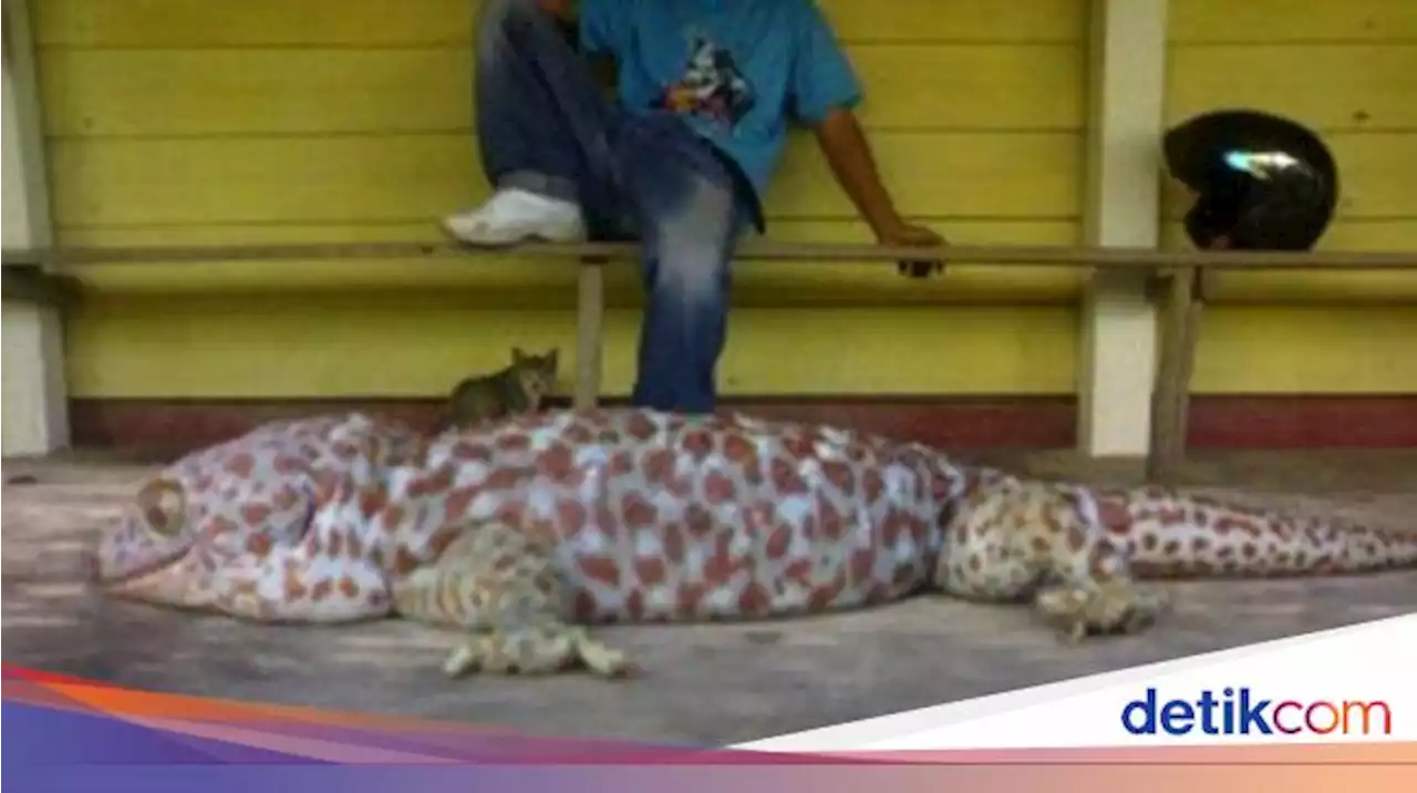 Viral di Facebook Tokek Rp 1T Panjang 1 Meter, Ilmuwan Bilang Penipuan