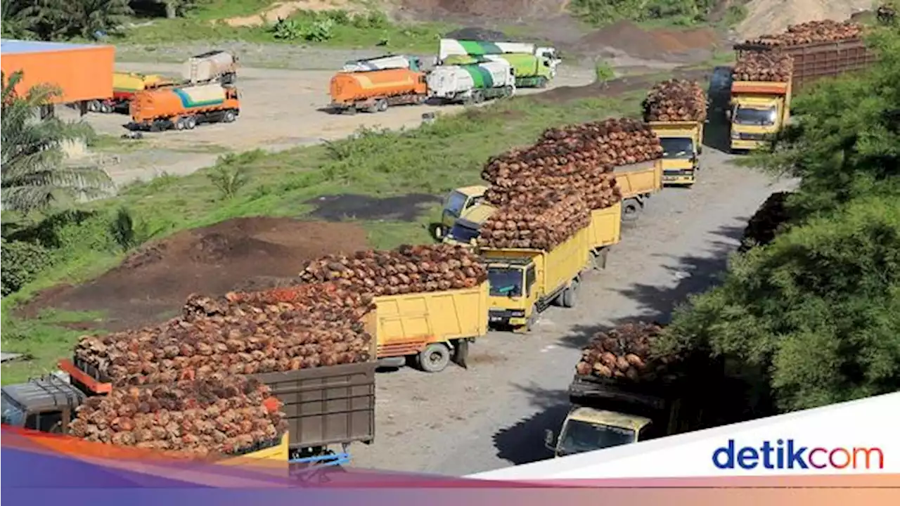 China Mau Beli 1 Juta Ton CPO RI hingga Investasi di Kaltara