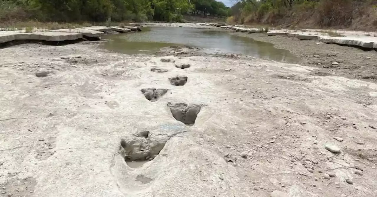 Drought conditions help unearth 113 million year old dinosaur tracks