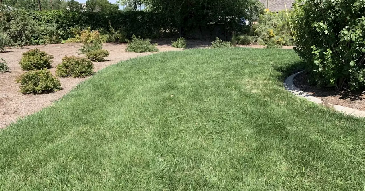 This grass can save Salt Lake City residents water and money in Utah's drought