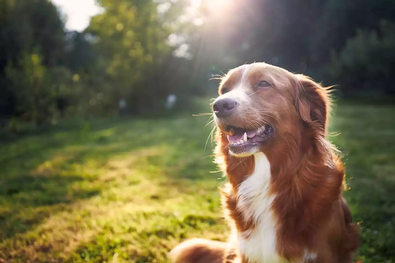 Scientists Discover That Dogs Cry Tears of Joy When Reunited With Owners