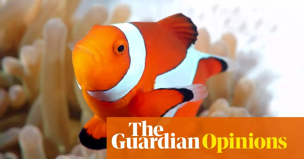 I was obsessed with the shimmering rainbow glory of tropical fish – then I found drag | Amrou Al-Kadhi