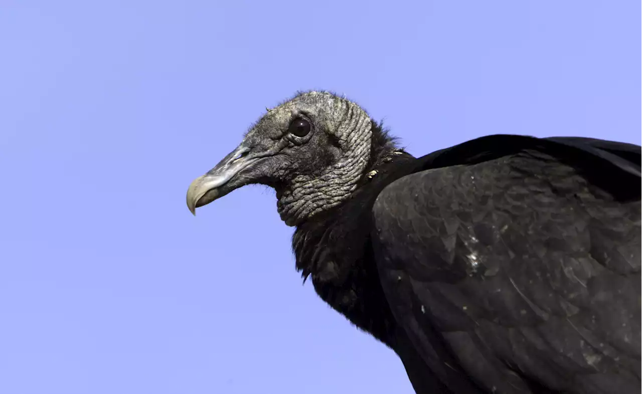 Bird Flu Kills 700 Black Vultures At Animal Sanctuary