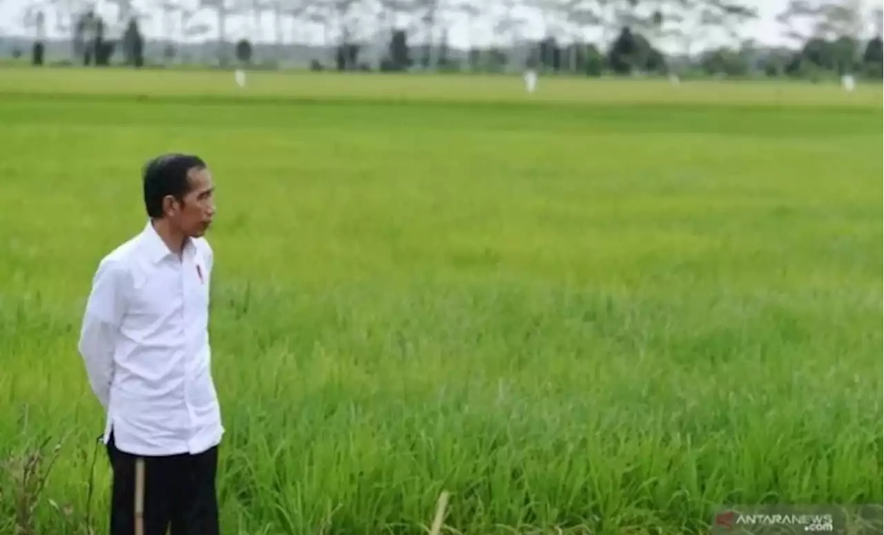 Produksi Padi Diyakini Kian Meningkat, Penghargaan IRRI Bisa Dipertahankan