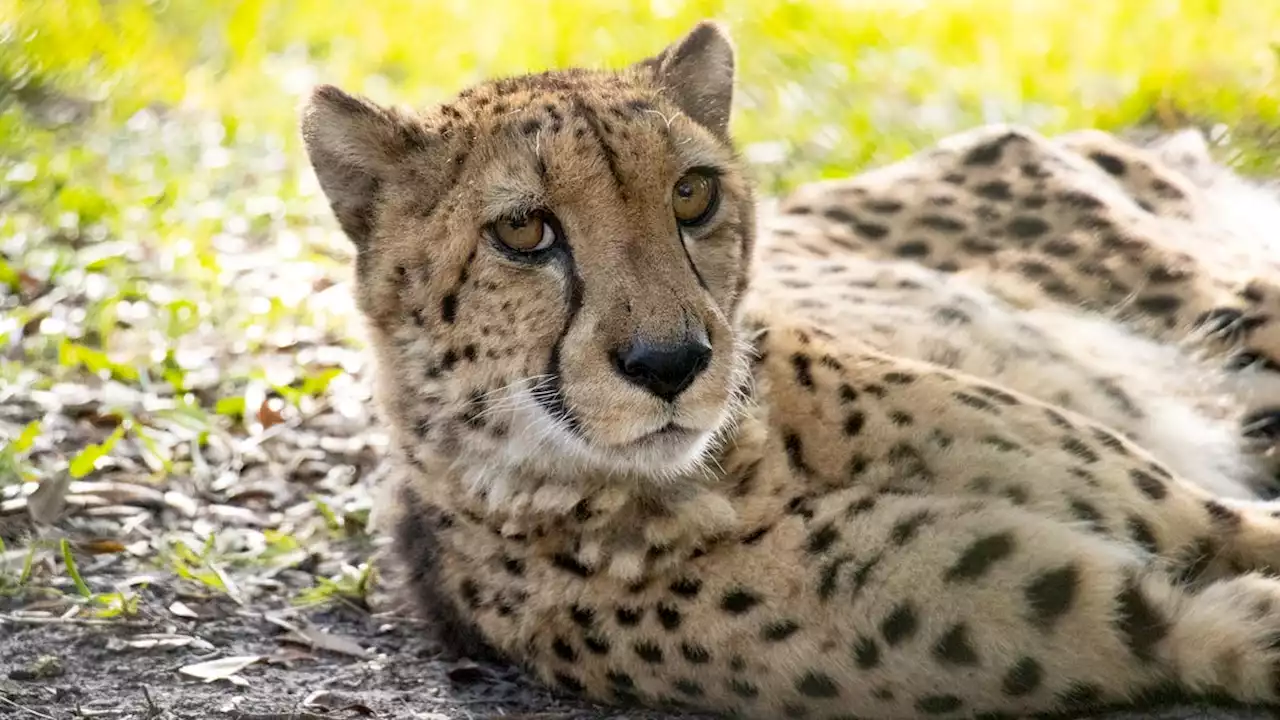 Beloved but in declining health, Steve the cheetah humanely euthanized at Jacksonville Zoo and Gardens