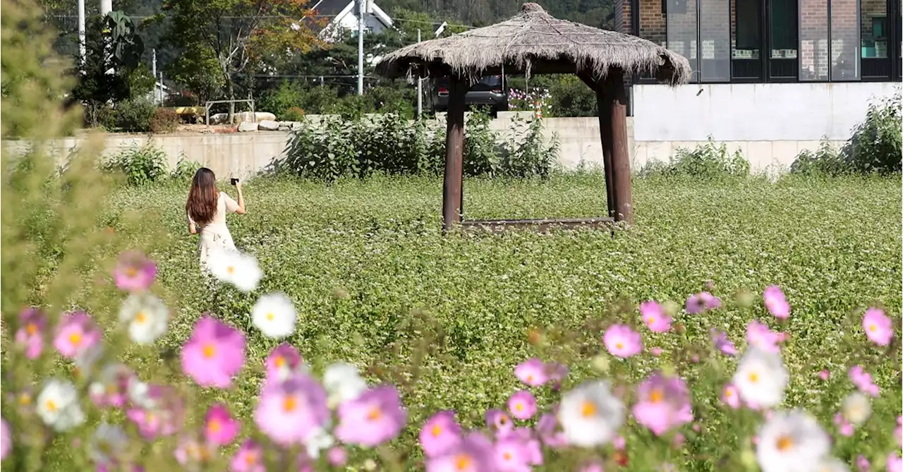 3년만의 축제, 준비 다 했는데 엎었다…억울한 평창·영암·보은