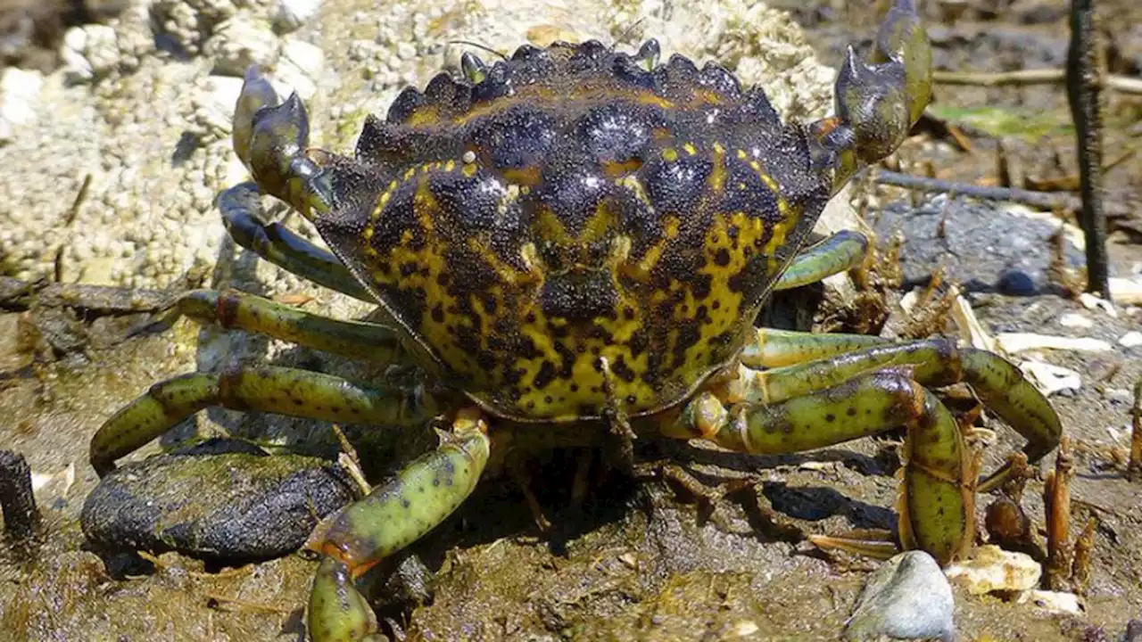 Agencies, tribes work to stop growth of invasive crab